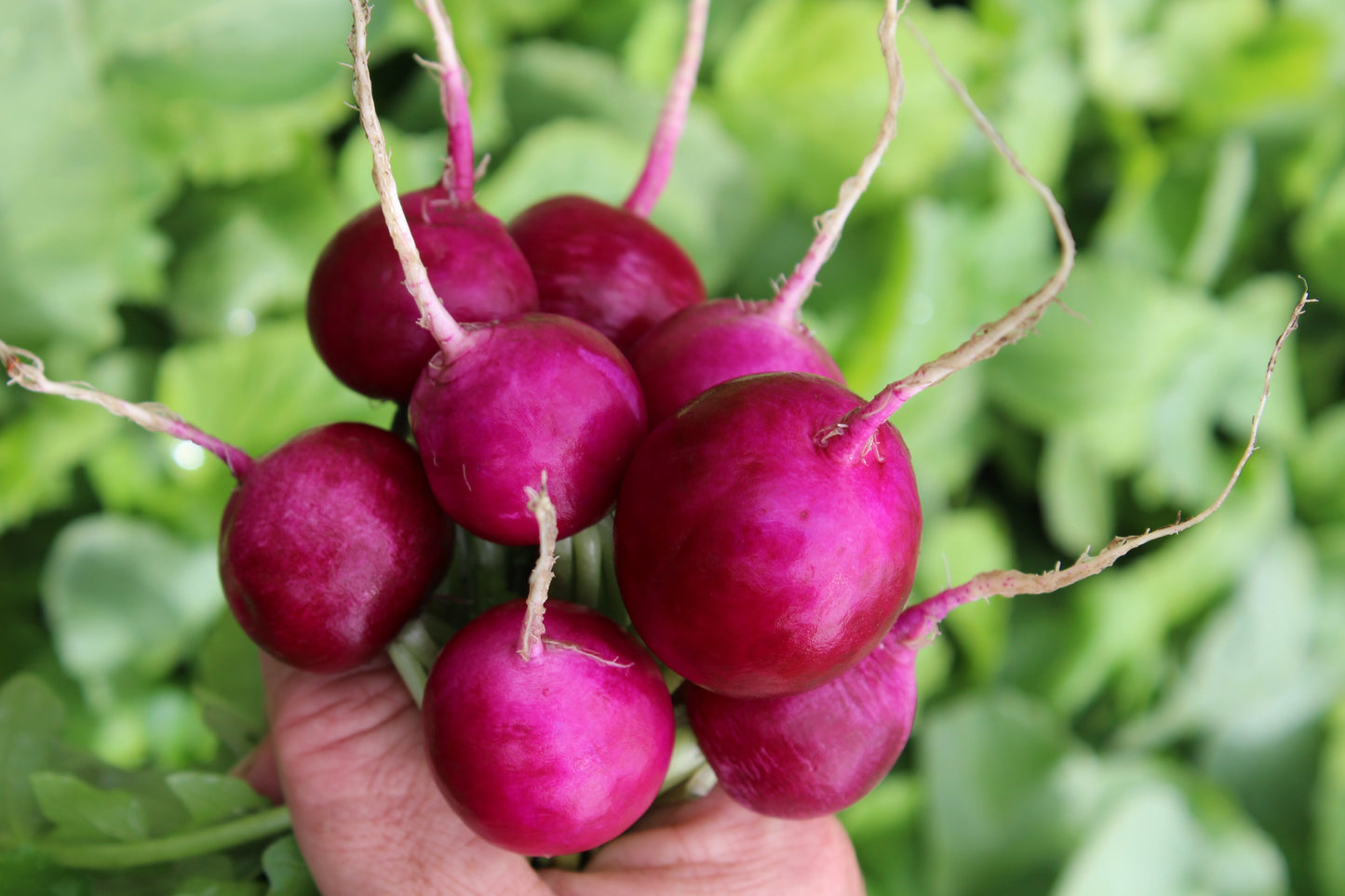 Purpura Vibrant Purple Radish – All-Season Colorful Vegetable for Salads and Attractive Bunching 0