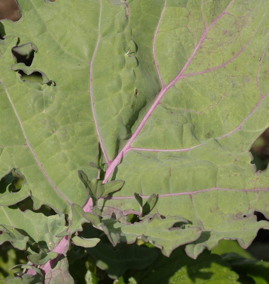 Ravishing Red Russian Kale Seeds – Heirloom Variety for Nutritious Salads and Cold Tolerance 3