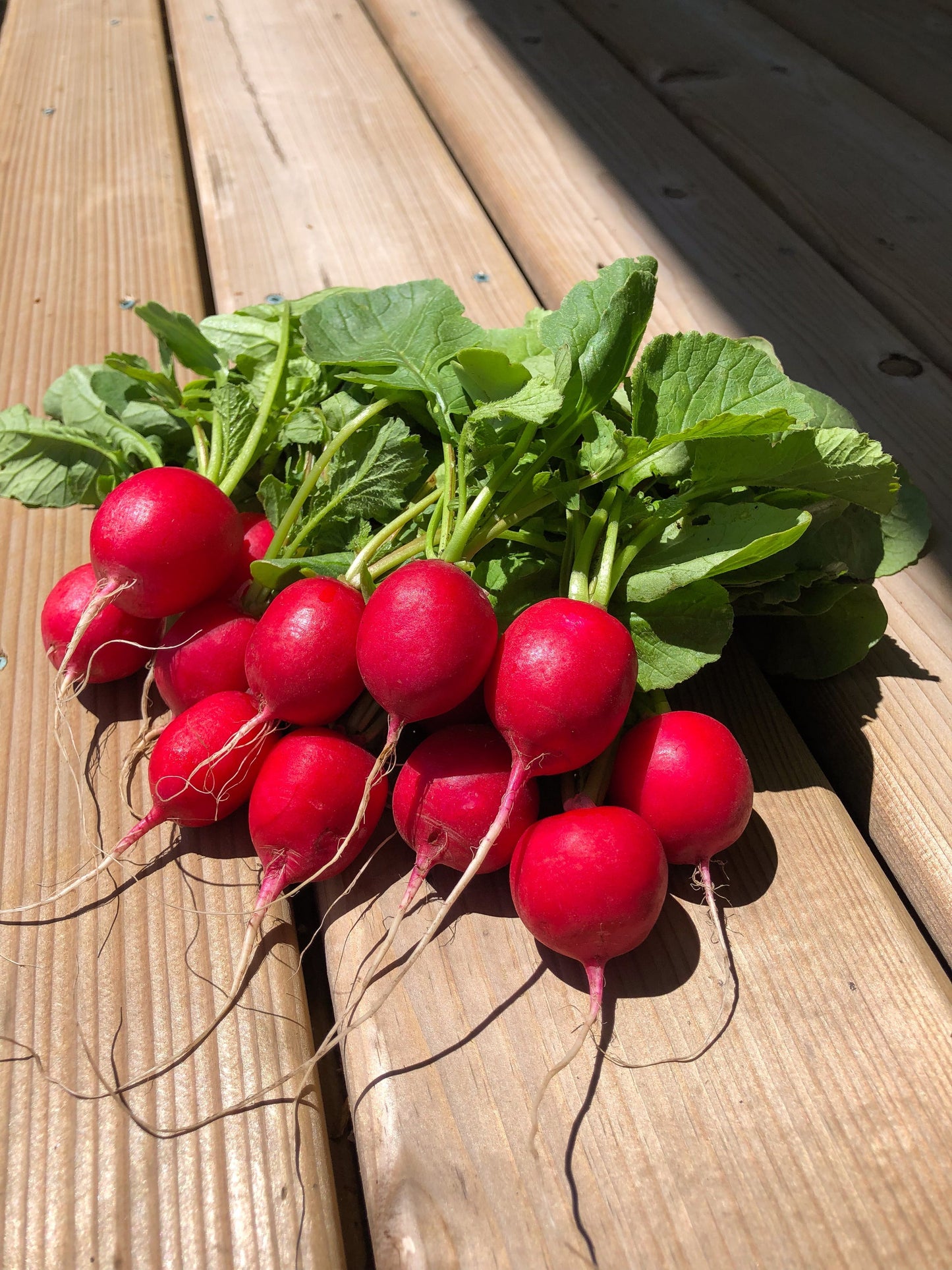 Raxe Organic Radish Seeds – Premium Quality for Home Gardeners, Resists Cracking and Pithiness for Healthier Growth 2