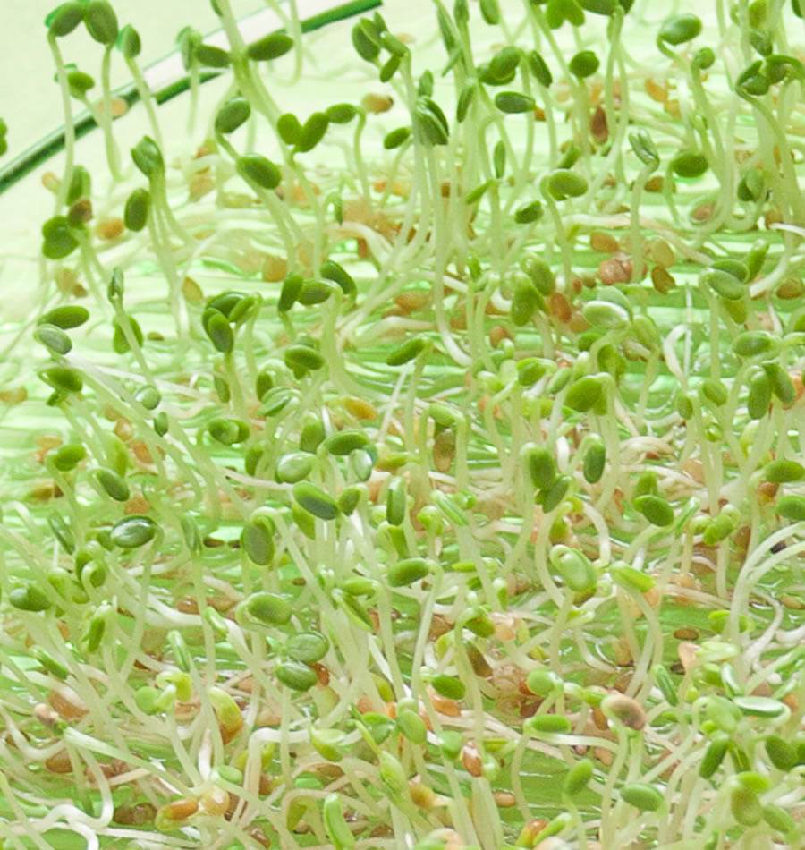 Reddy Organic Red Clover Sprouting Seeds – Easy To Sprout, Nutty Flavor For Healthy Living 0