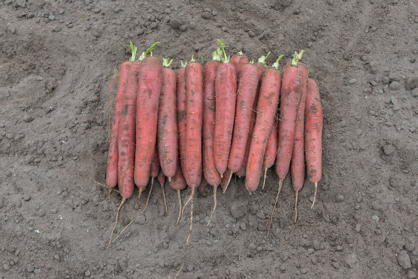 Redsun F1 Vegetable Seeds – Nutrient-Dense Carrots Rich In Lycopene For Sweet Flavorful Fall Harvest Meals 1
