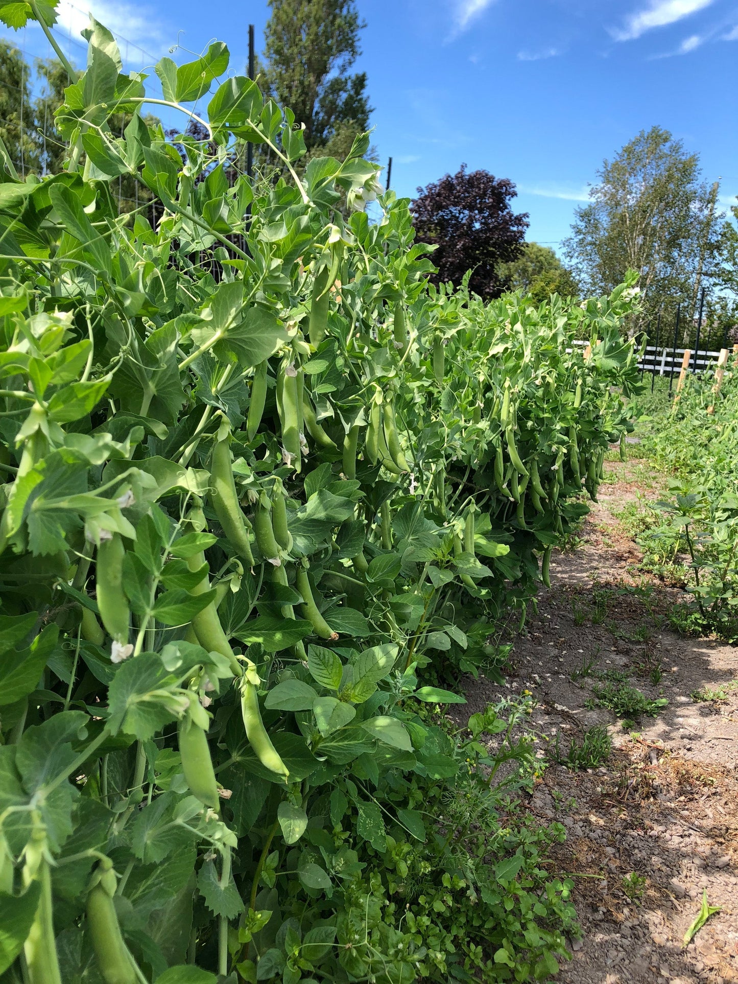 Sassy Sugar Snap Pea Seeds – Organic High Yield Variety for Coast-to-Coast Gardening 1