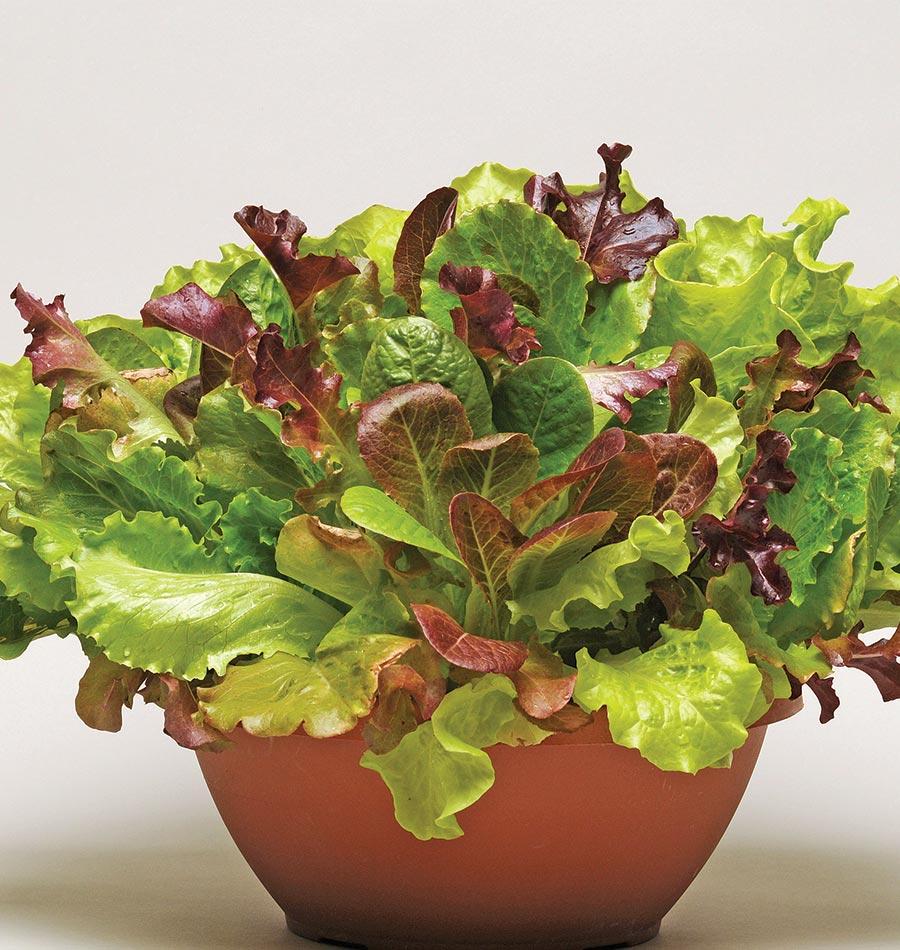 Sizzling Summer Salad Seeds – Easy-to-Plant Pelleted Mix for Home Gardeners 1