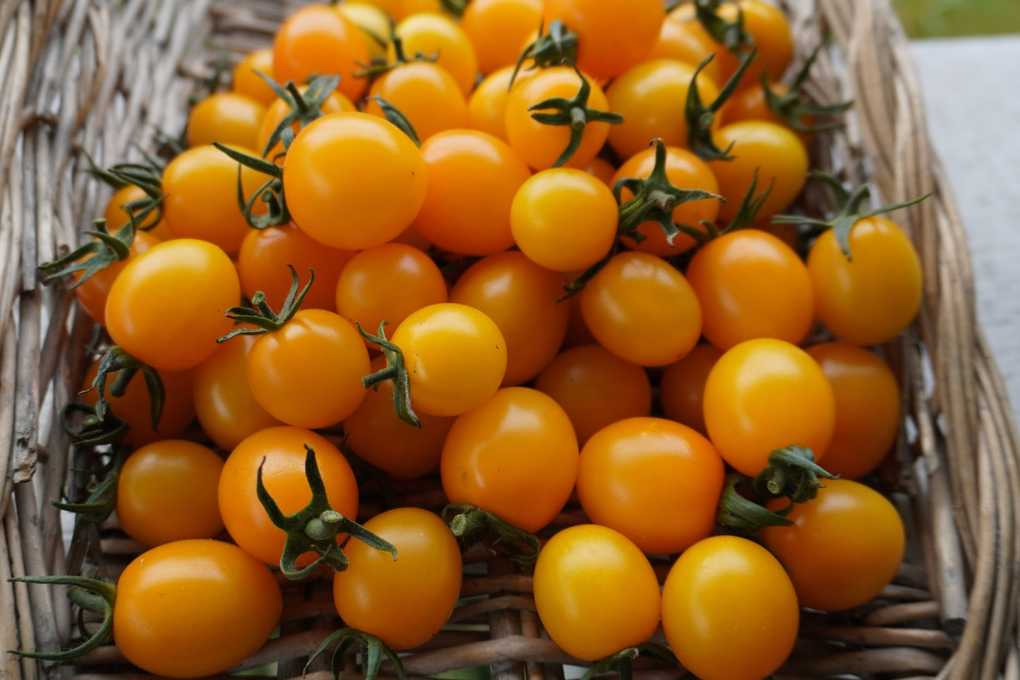 Sizzling Yellow Cherry Tomatoes – High-Yield Indeterminate Variety for Delicious Home Gardens 2