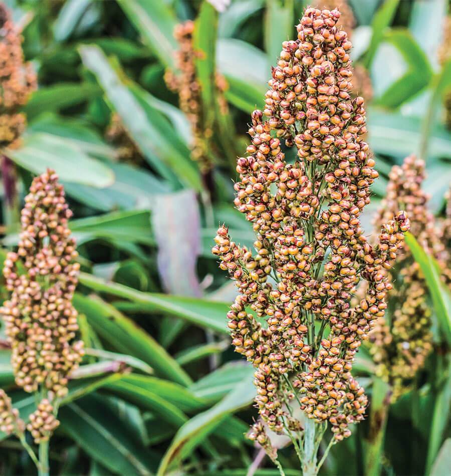 Sophie Ornamental Grass Broom – Huge Seed Heads for Stunning Fall Decor 0