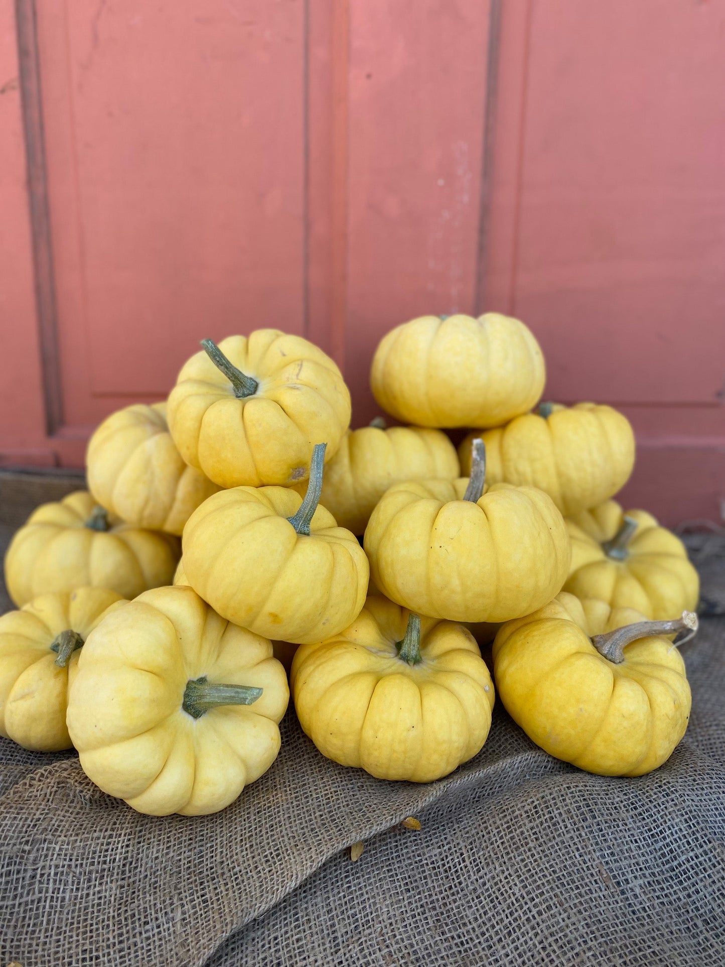 Sunshine Gardening Enthusiasts Mini Pumpkins – Charming Yellow Decorative Fruit For Easy Growth 3