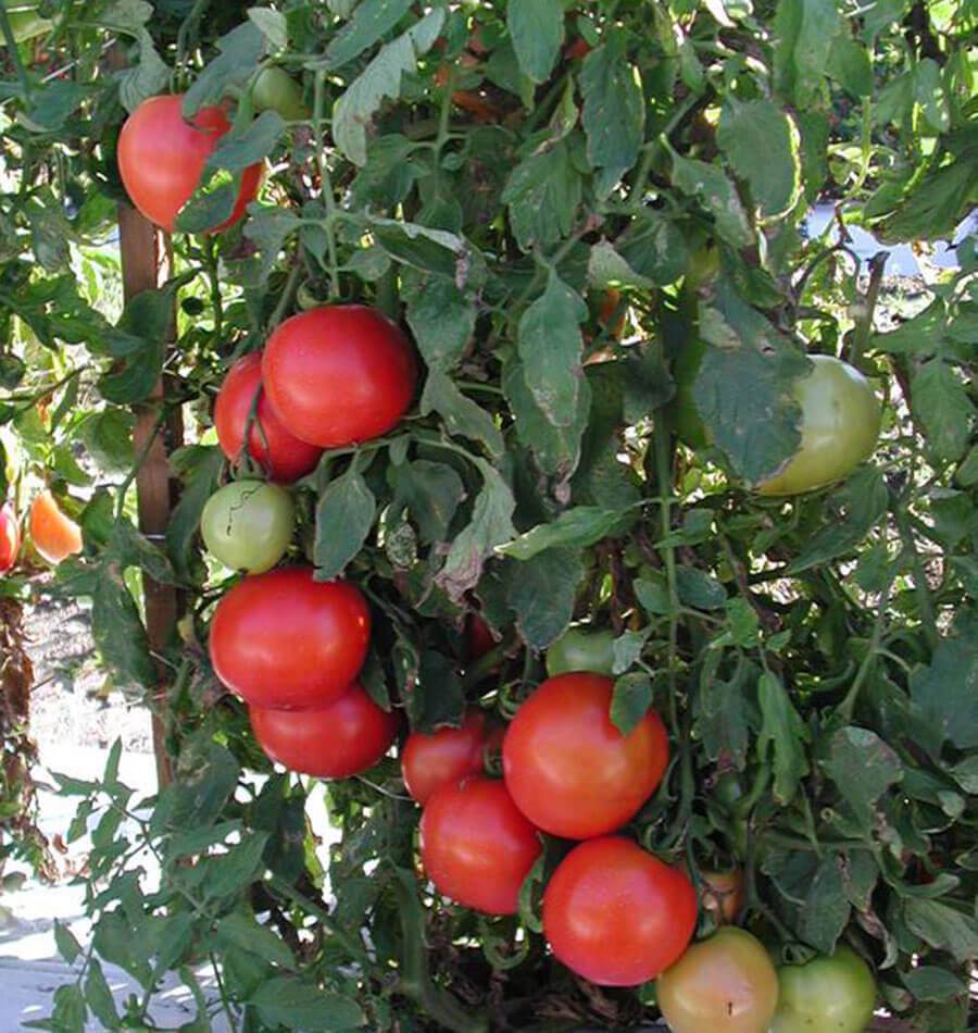 Tasti Tomato Seeds Gardening Enthusiasts – Exceptional Flavor and High Antioxidant Content for Delicious Homegrown Tomatoes 2