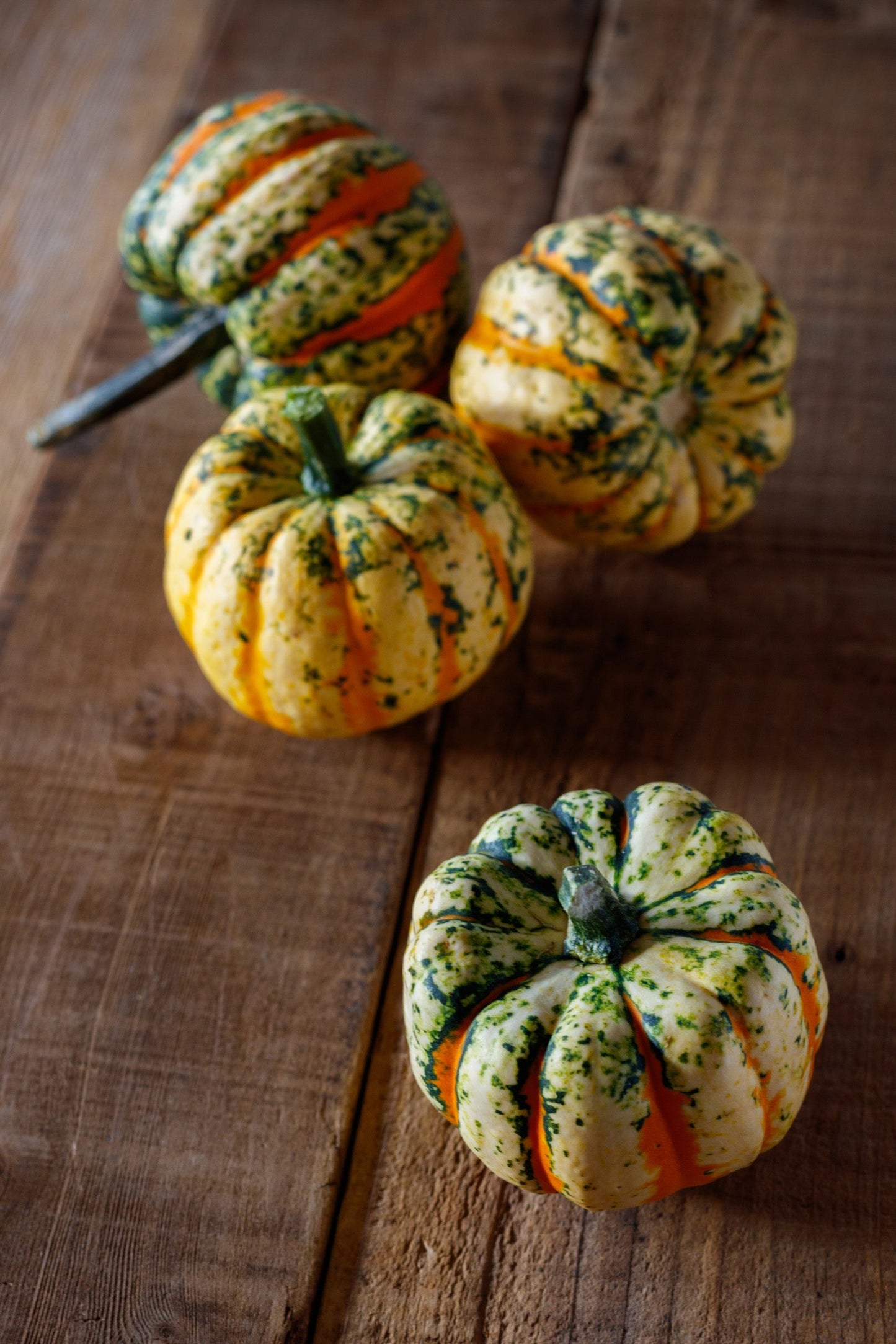 Tasty Thriller F1 Squash – Ornamental Edible Sweet Dumpling Variety for Vibrant Gardens 2