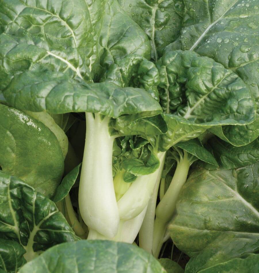 Tasty Toy Choy F1 Vegetable – Miniature Pac Choi for Elegant Dishes 1