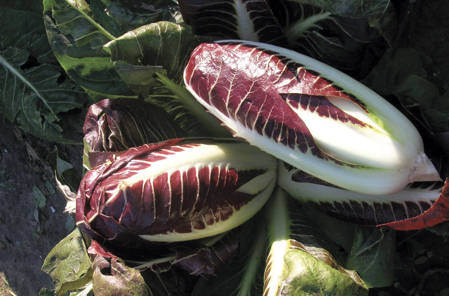Tasty Vegetable Gourmet TVG1 Seeds – Oblong Shape With Milder Flavor For Crunchy Salads And Grilling 2