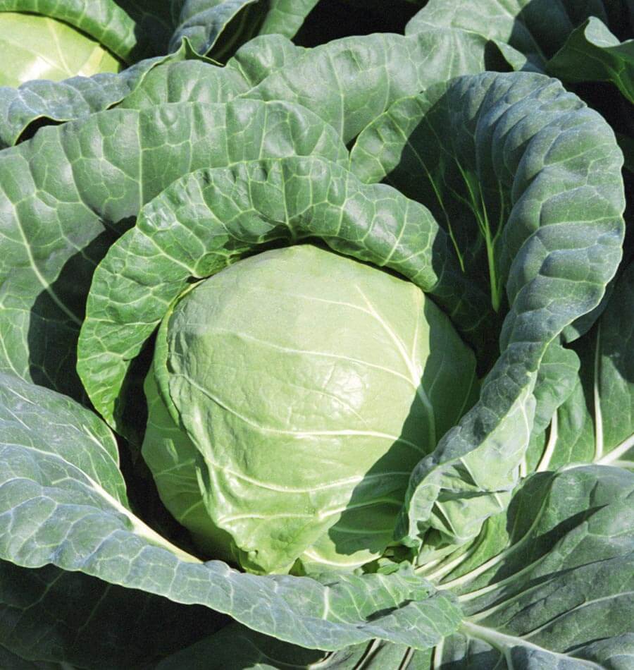 Tiara Organic Cabbage Seeds – Compact Growth for Small Gardens, Excellent Holding Ability Without Splitting 0