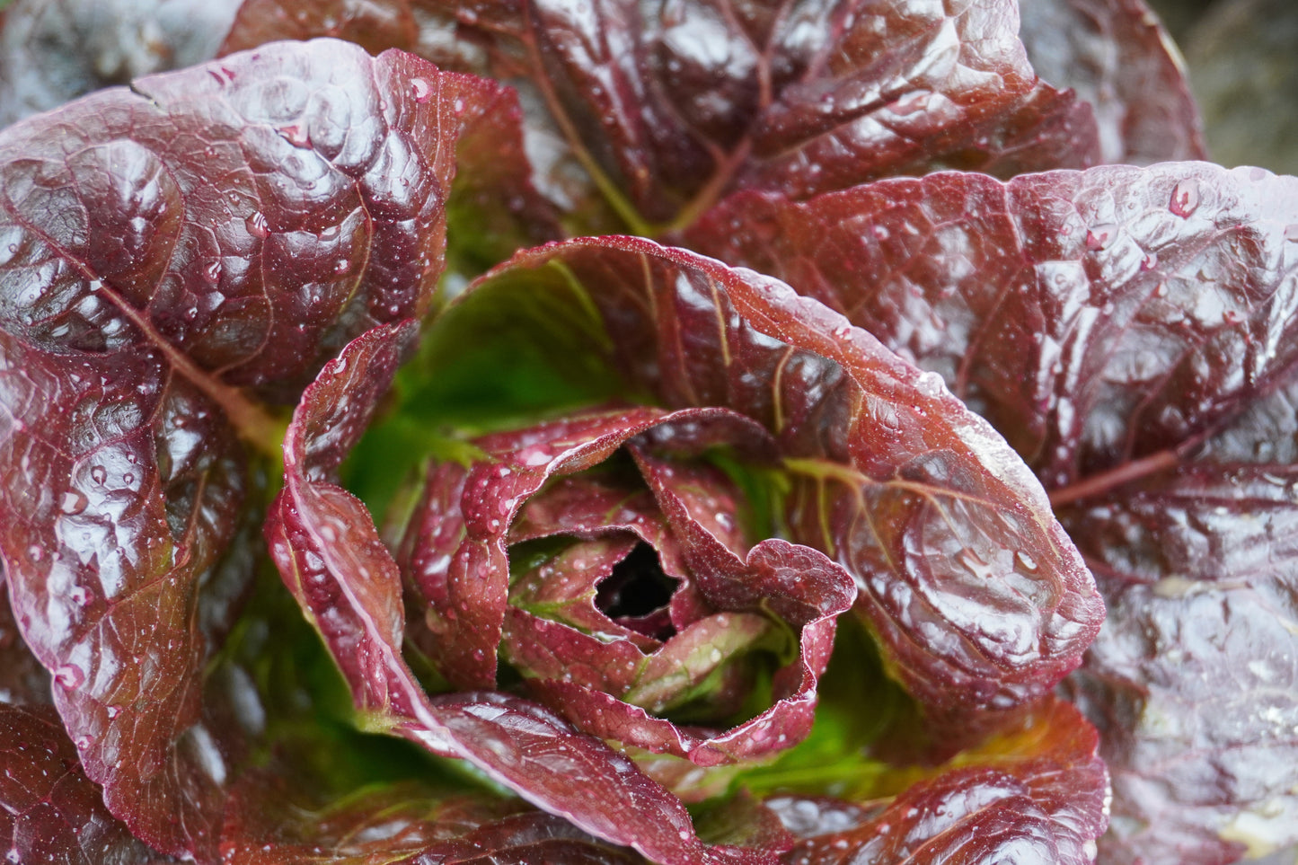 Truchas Organic Mini Romaine Lettuce – Compact Growth With Crunchy Texture For Delicious Salads 5