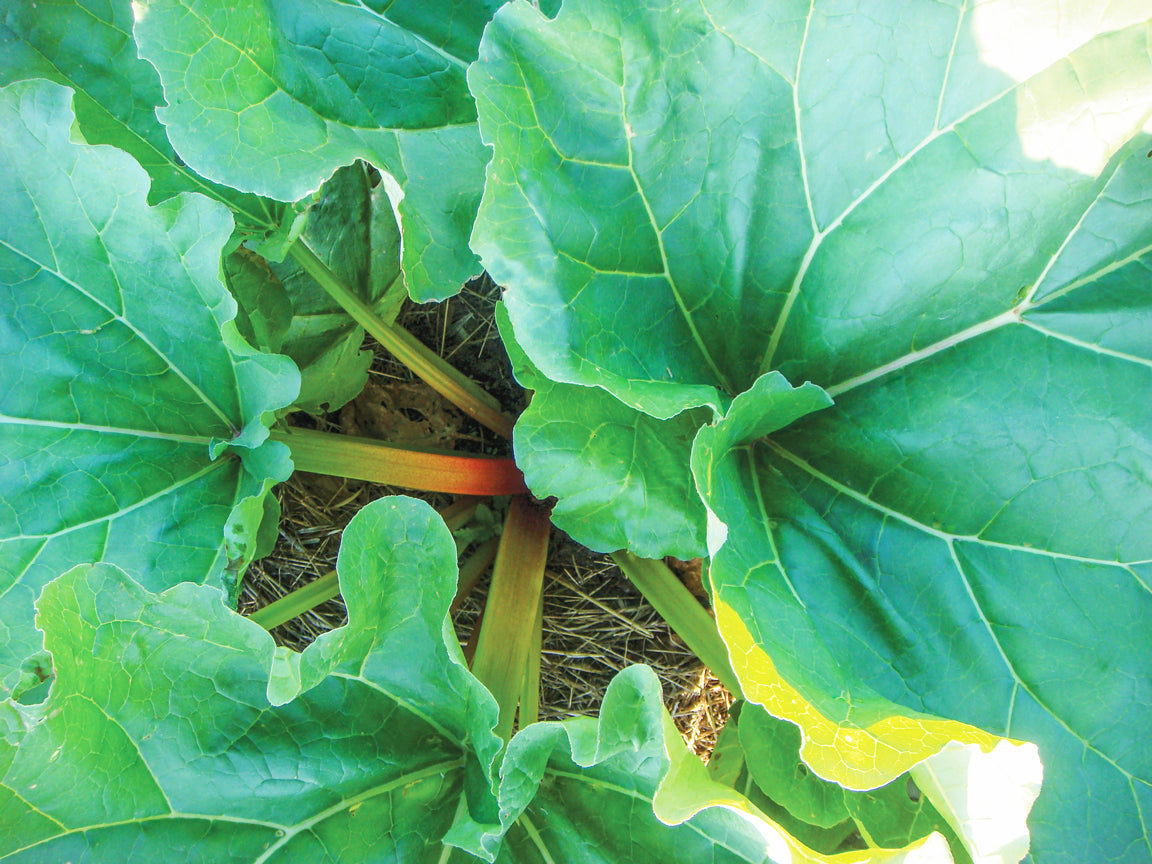 Vivid Heirloom Rhubarb Plant – Unique Flavorful Stalks for Delicious Pies in Perennial Gardens 1