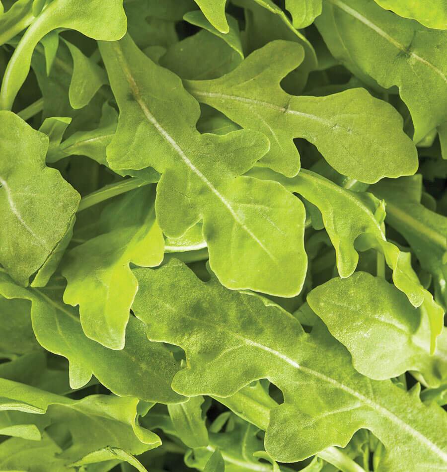Wanderlust Gardeners' Wildfire Arugula Seeds – Fast-Growing, Flavorful Microgreens 2