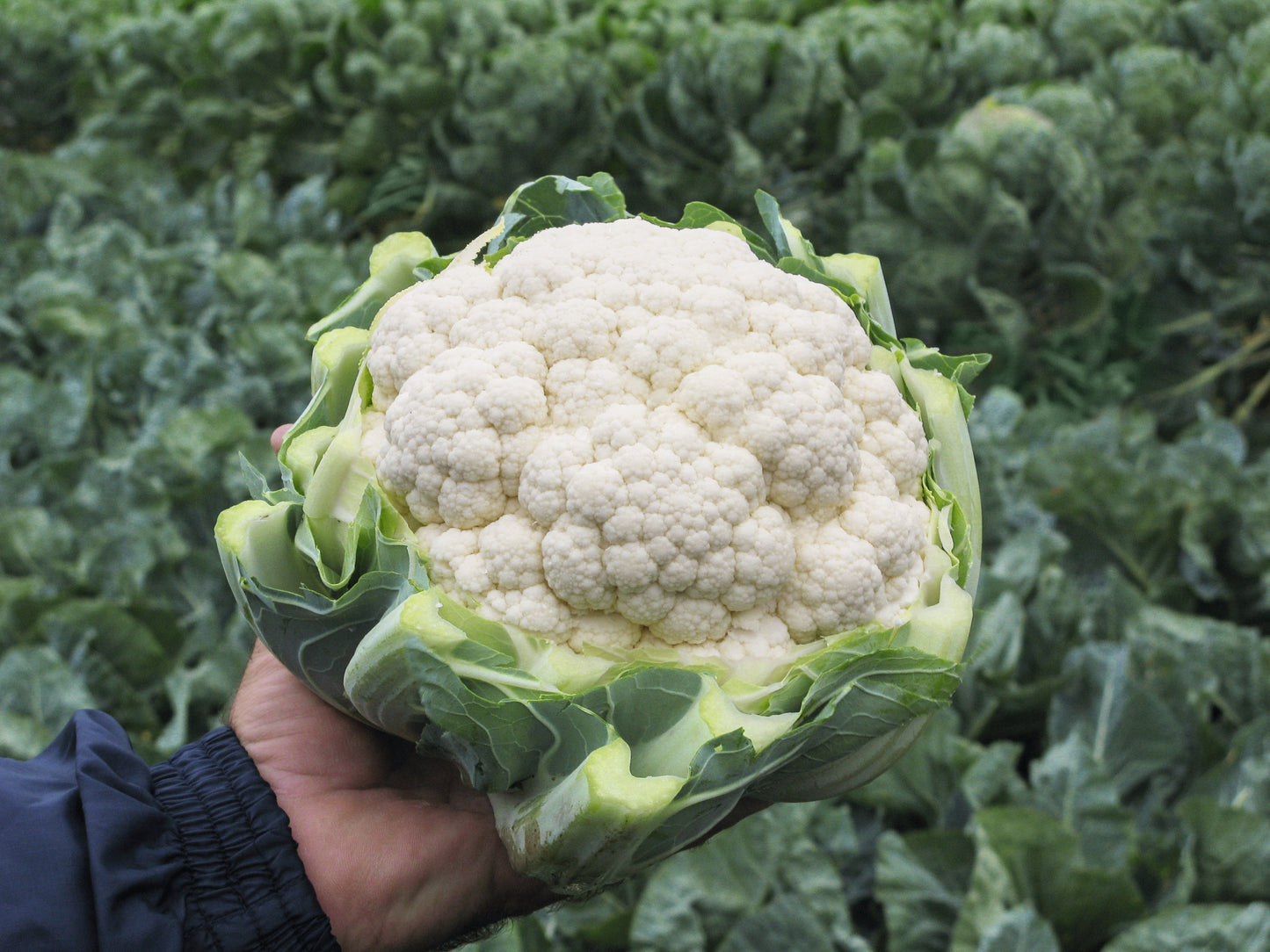 Adona Cauliflower Seeds Organic – Robust Growth with Sweet Flavor 0