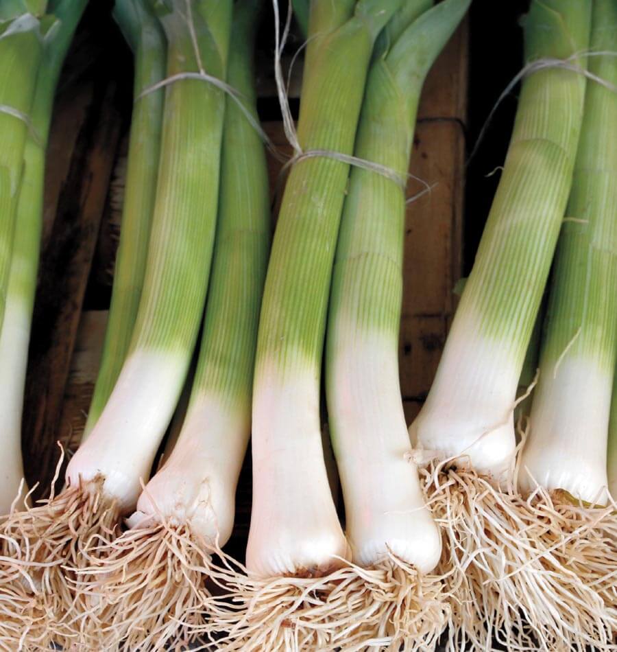 Alto Organic Leek Seeds – Fast-Growing Vegetable for Gourmet Culinary Dishes 0