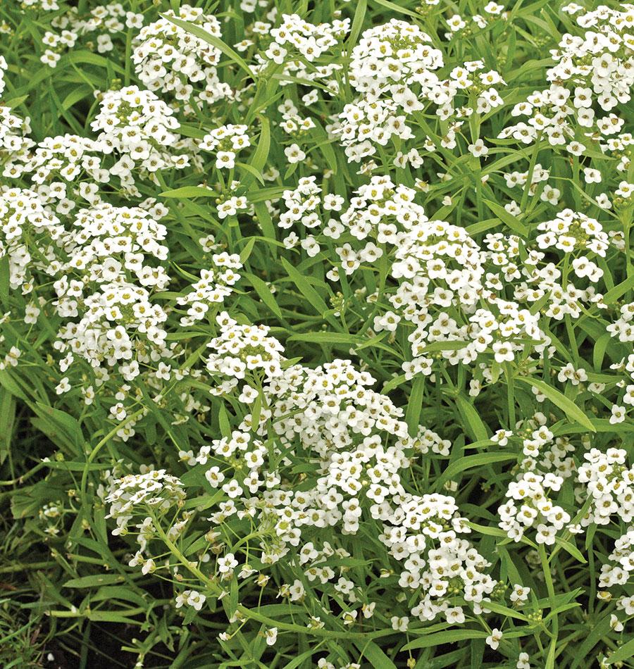 Alyssa Gardeners' Choice Flower – Effective Weed Suppression and Beneficial Insect Attraction for a Healthy Garden Ecosystem 0