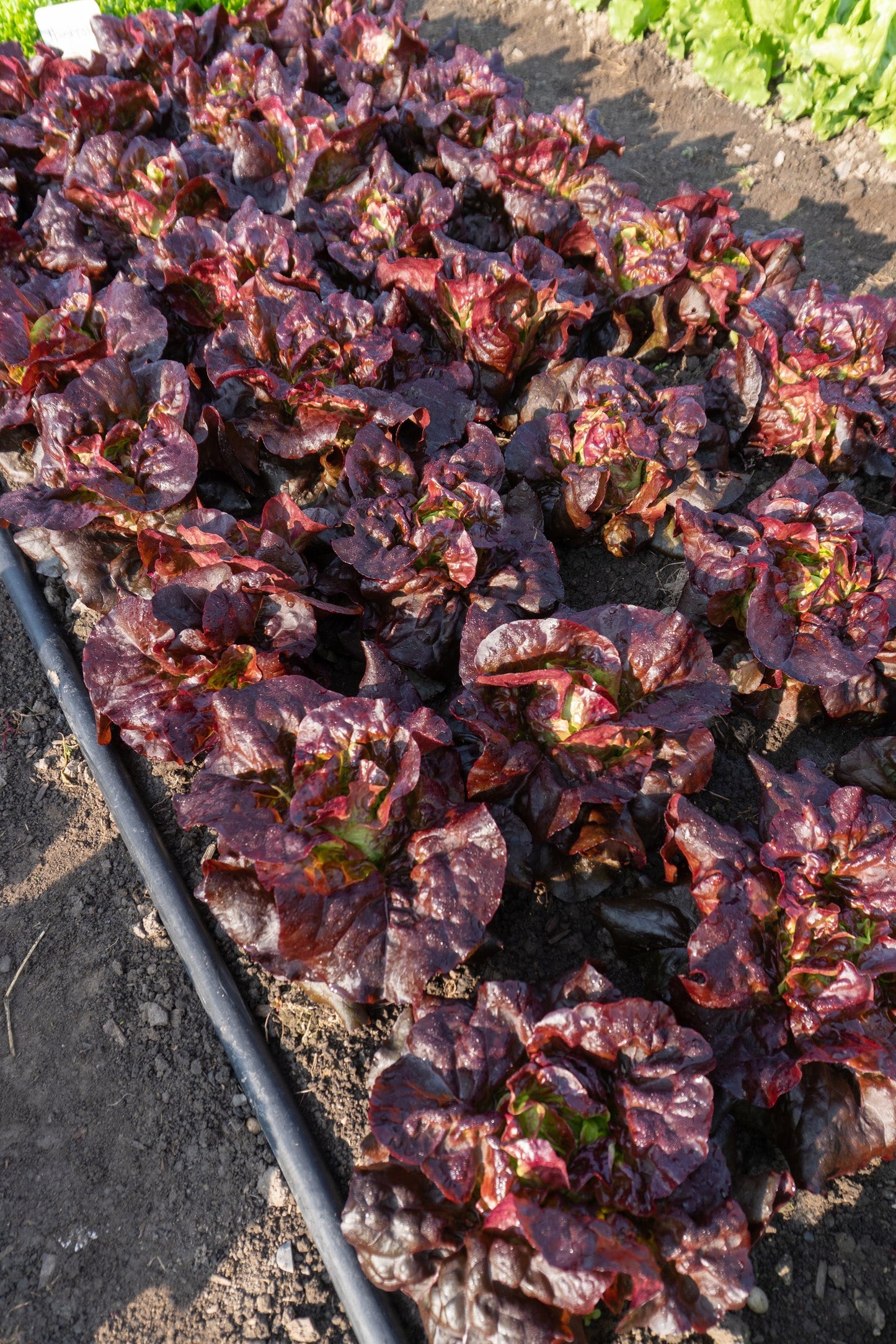 Amaze Gardeners Mini Lettuce Variety – Compact Heads with Stunning Color 0