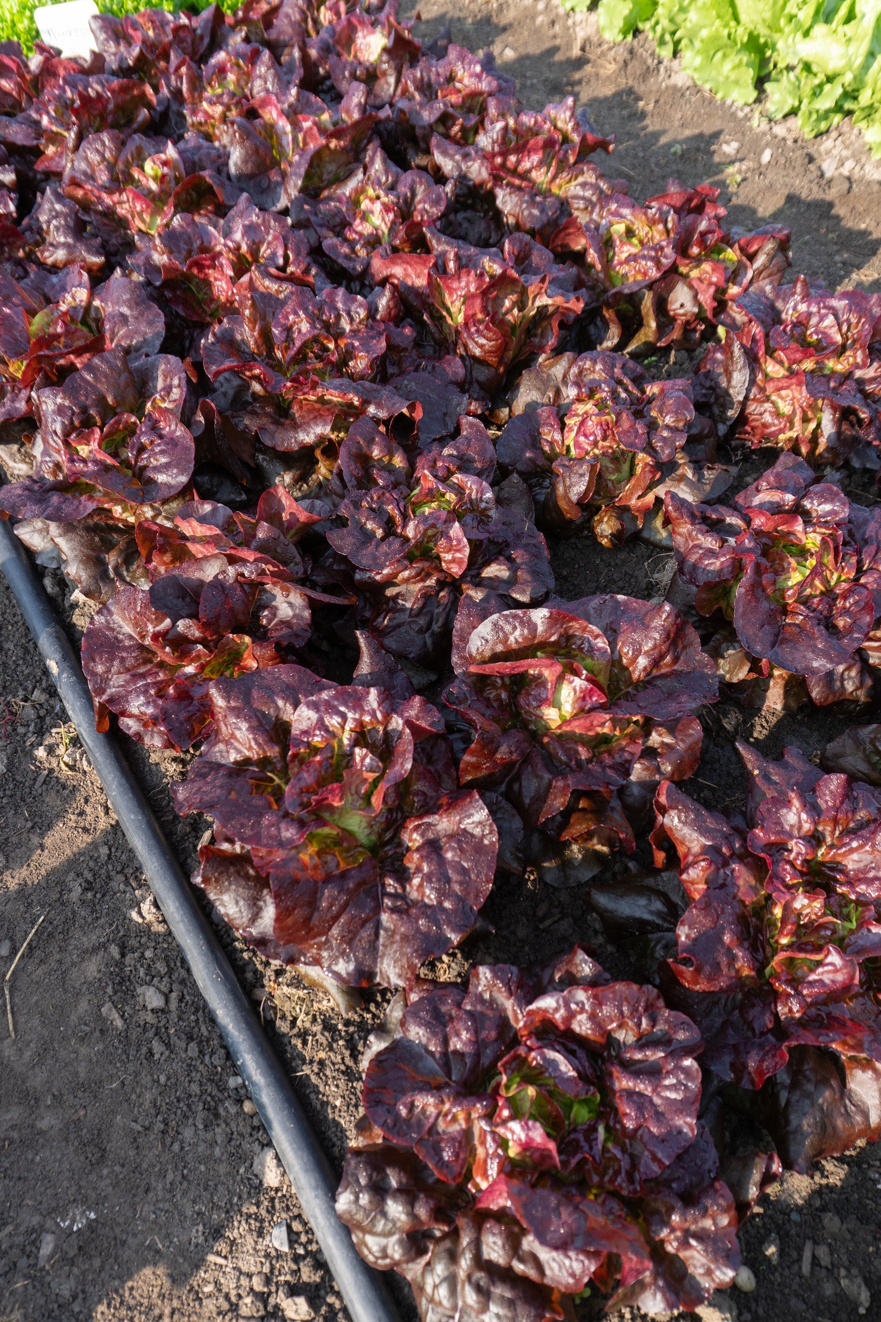 Amaze Gardeners Mini Lettuce Variety – Compact Heads with Stunning Color 0
