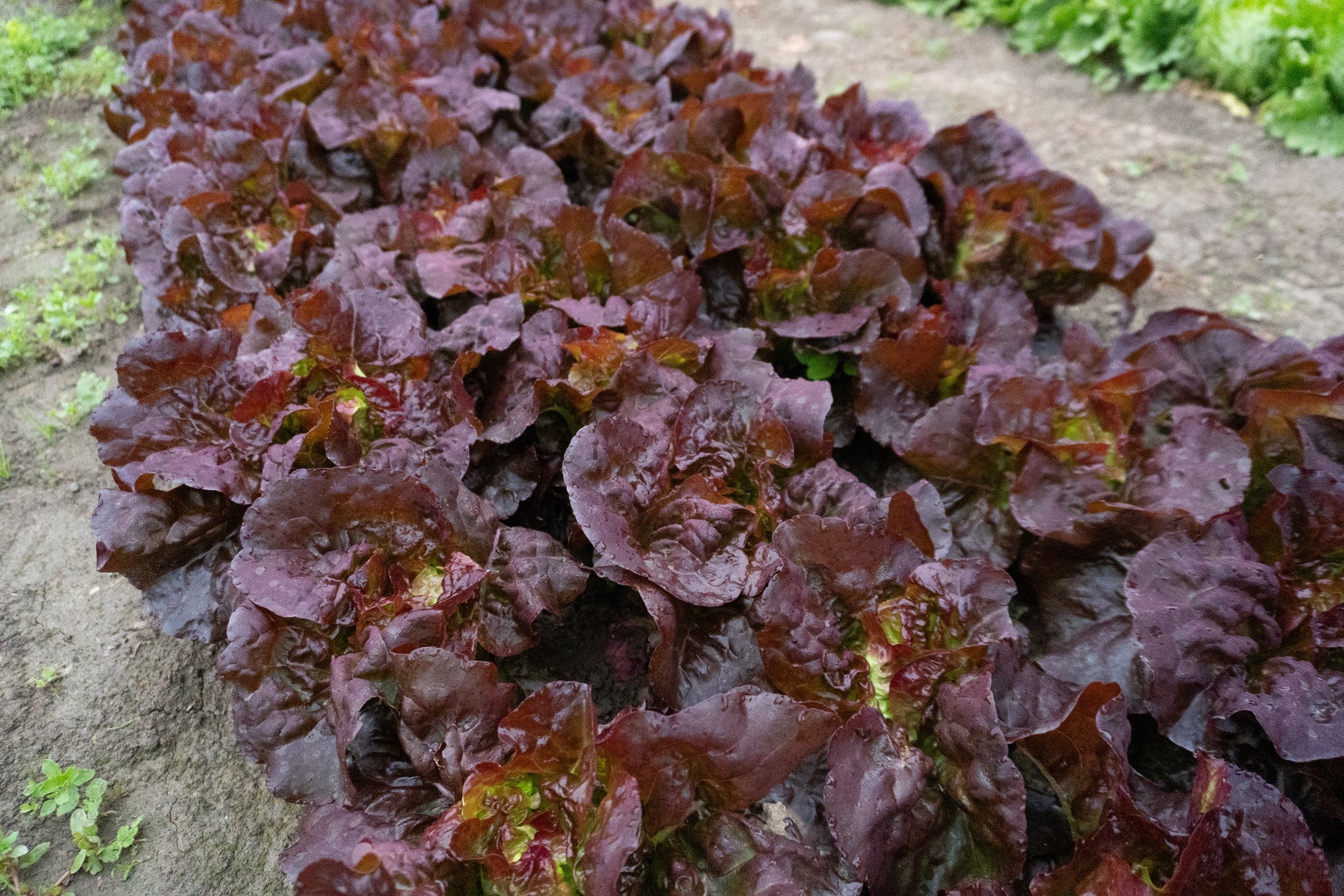 Amaze Gardeners Mini Lettuce Variety – Compact Heads with Stunning Color 1