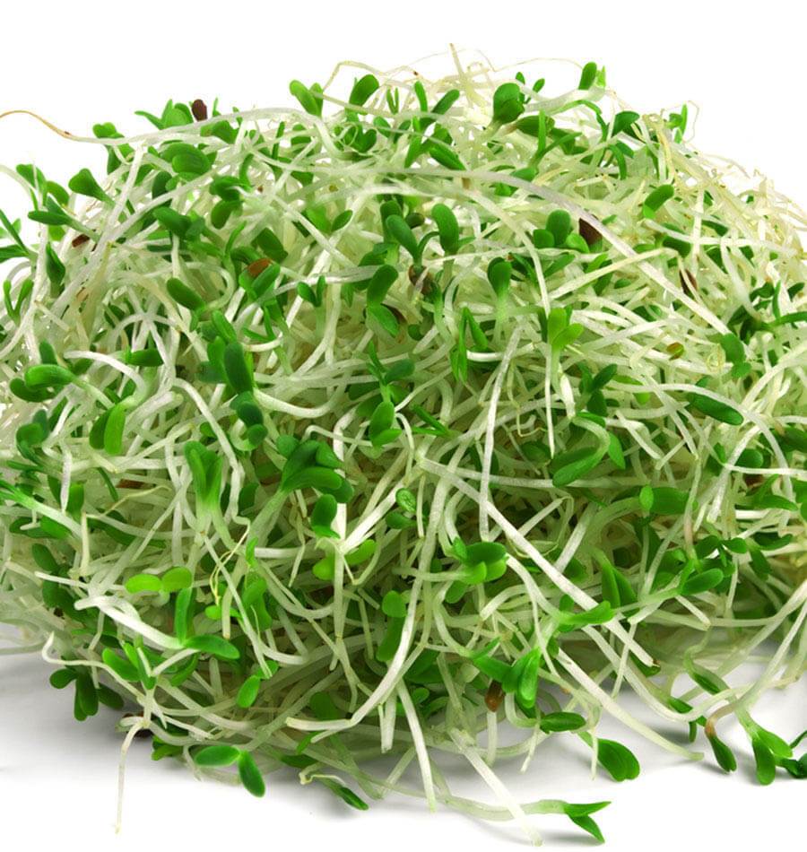 Amazin Alfalfa Organic Sprouting Seeds – Nutrient-Rich Easy-to-Grow Sprouts 0