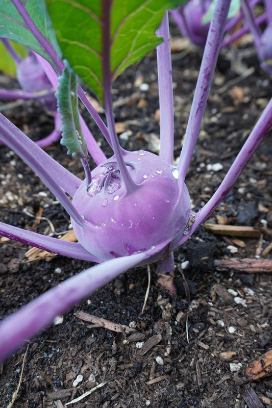 Amazin Organic Purple Kohlrabi – Crisp Texture and Sweet Flavor for Fresh Salads 0