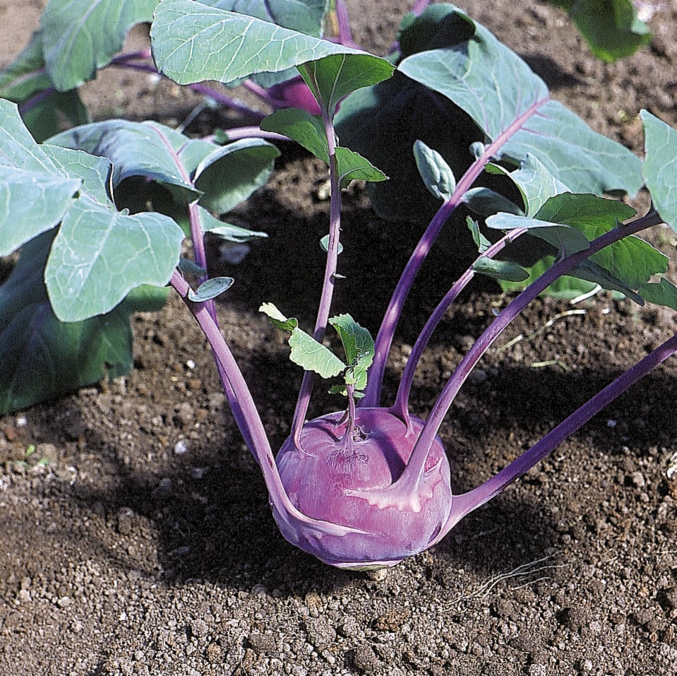 Amazin Organic Purple Kohlrabi – Crisp Texture and Sweet Flavor for Fresh Salads 1