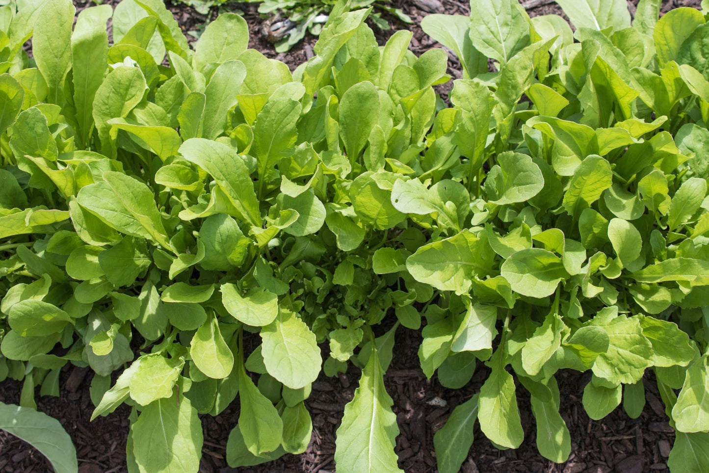 Aroma Gardening Arugula Seed Tape – Easy Sowing for Flavorful Home Salads 0