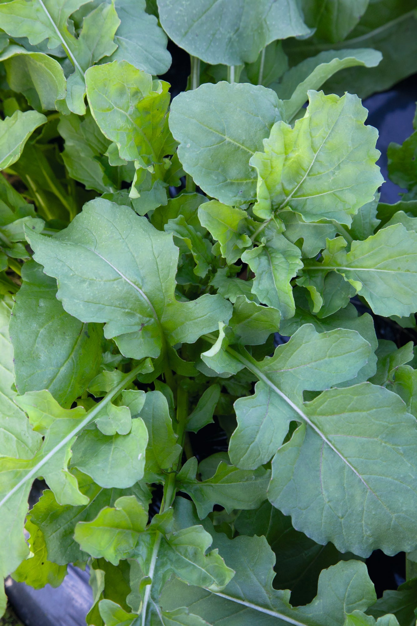 Aroma Gardening Arugula Seed Tape – Easy Sowing for Flavorful Home Salads 1
