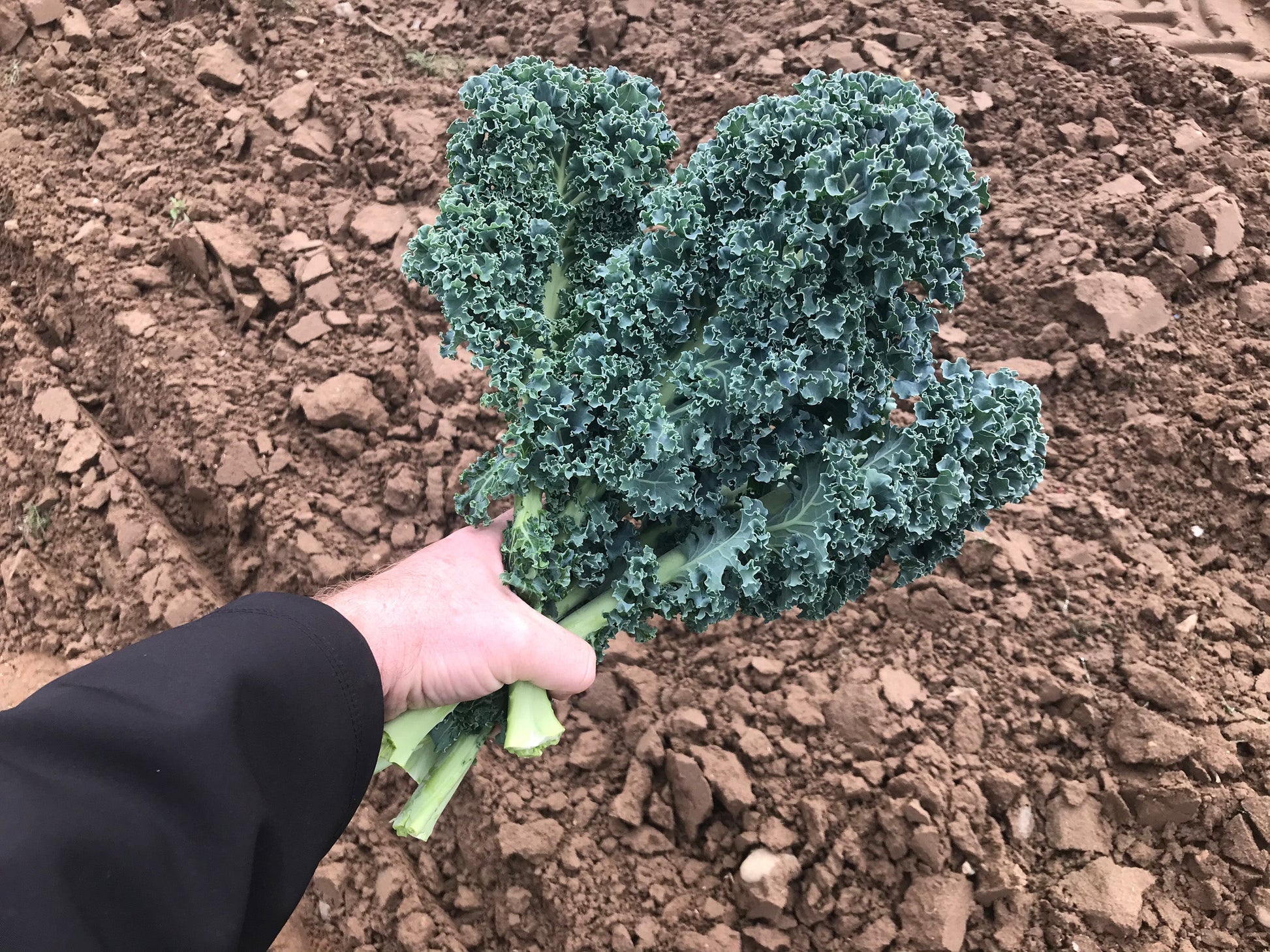Arun F1 Organic Kale – Versatile Vegetable for All Seasons 2