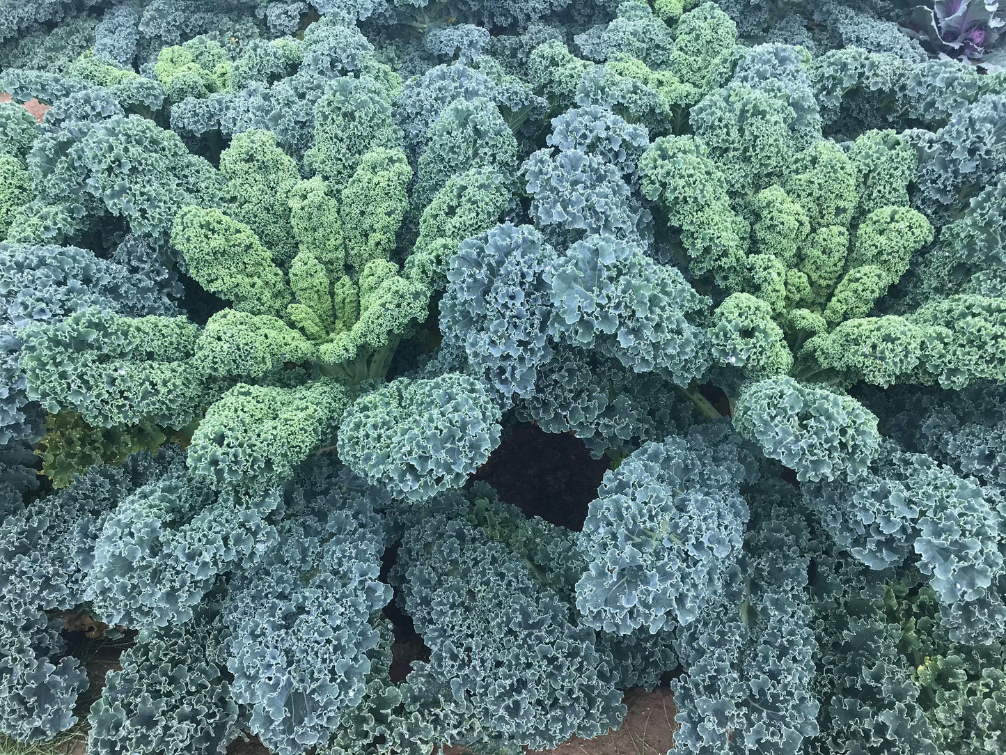 Arun F1 Organic Kale – Versatile Vegetable for All Seasons 3