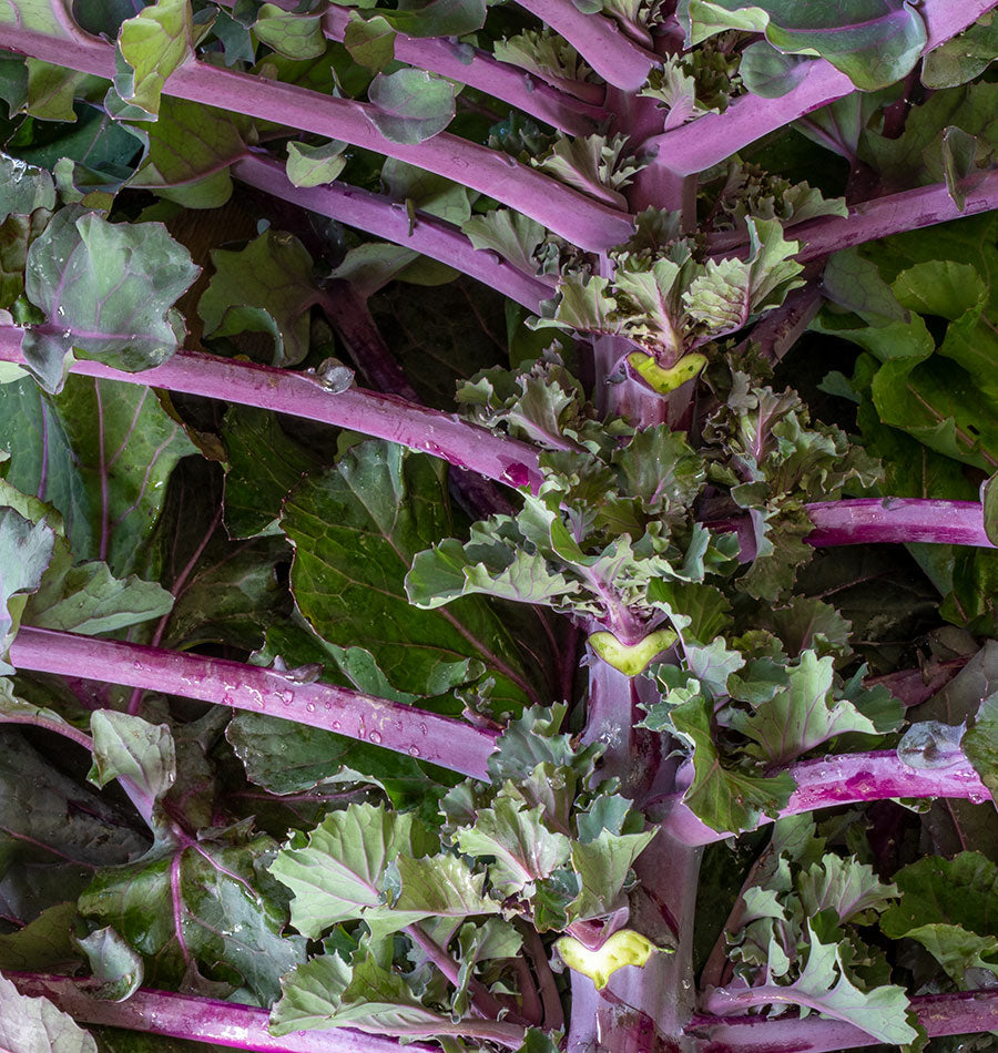Astonishing Kalette Vegetable Hybrid – Unique Flavor and Versatile Cooking Options 2