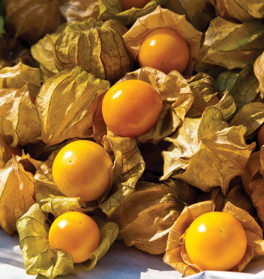 Aunt Molly's Ground Cherry Home Gardeners Seeds – Sweet Golden Fruits for Delicious Preserves 0