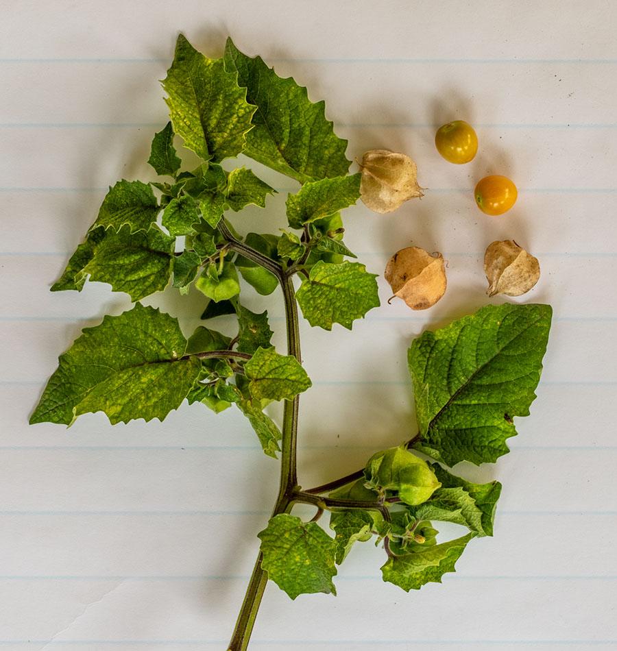 Aunt Molly's Ground Cherry Home Gardeners Seeds – Sweet Golden Fruits for Delicious Preserves 1