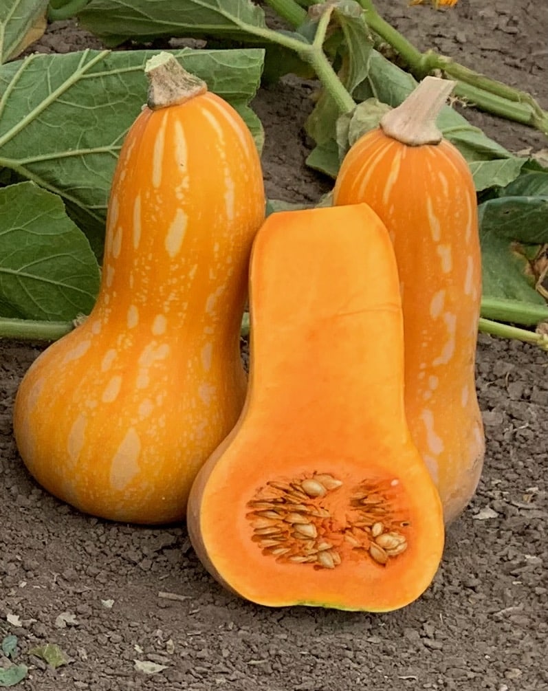 Avery Edible Autumn Gold Butternut Squash – Vibrant Golden Skin with Sweet Flavor for Delicious Culinary Dishes 0
