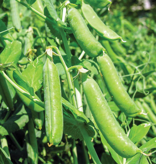 B Bold Gardeners Vegetable Seeds – Sweet Bolero Peas for Fresh Eating and Freezing 0