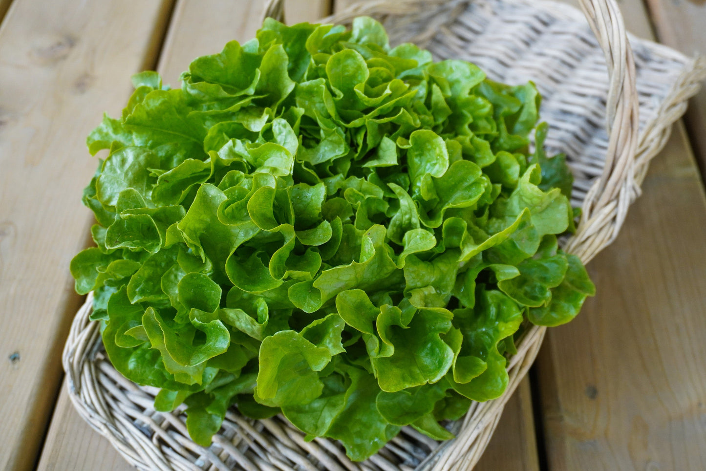 Bauer Organic Lettuce Seeds – Exceptional Disease Resistance for Home Gardeners 0
