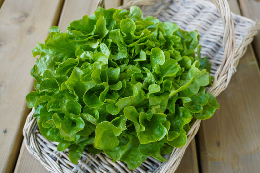 Bauer Organic Lettuce Seeds – Exceptional Disease Resistance for Home Gardeners 0