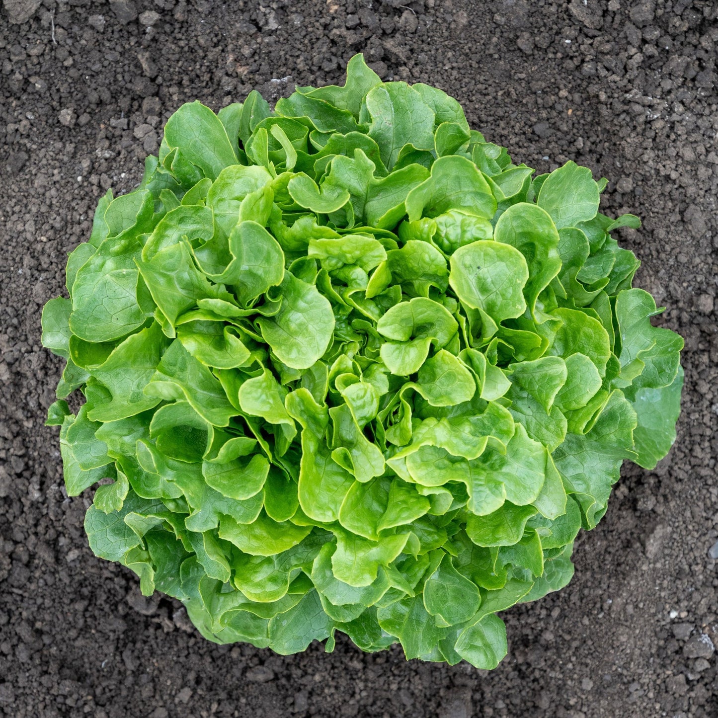Bauer Organic Lettuce Seeds – Exceptional Disease Resistance for Home Gardeners 1
