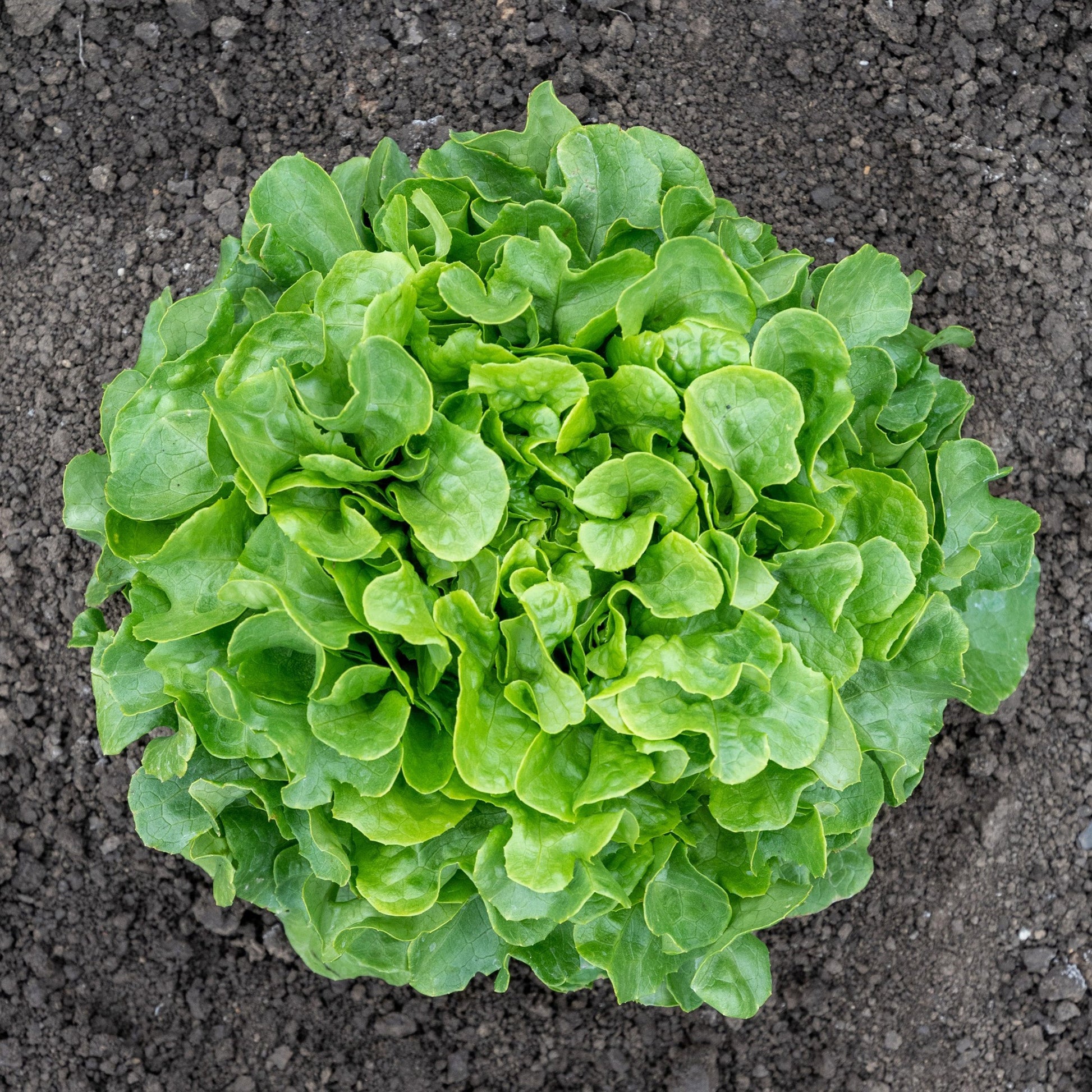 Bauer Organic Lettuce Seeds – Exceptional Disease Resistance for Home Gardeners 1