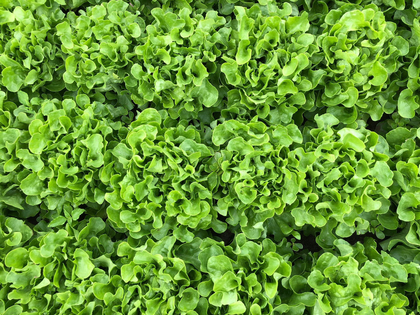Bauer Organic Lettuce Seeds – Exceptional Disease Resistance for Home Gardeners 2