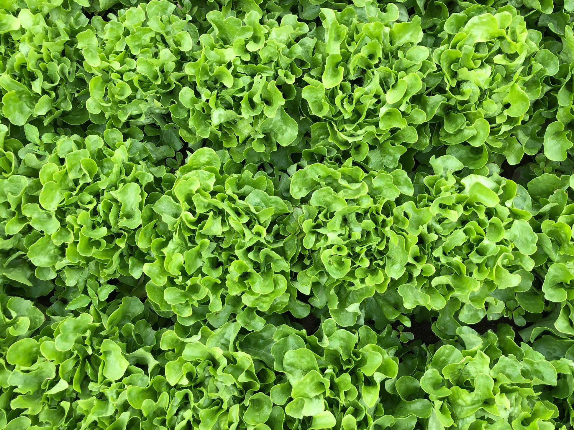 Bauer Organic Lettuce Seeds – Exceptional Disease Resistance for Home Gardeners 2