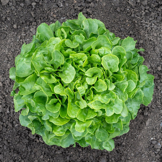 Bauer Organic Mini Oakleaf Lettuce – Compact Growth with Crisp Leaves for Fresh Salads 0