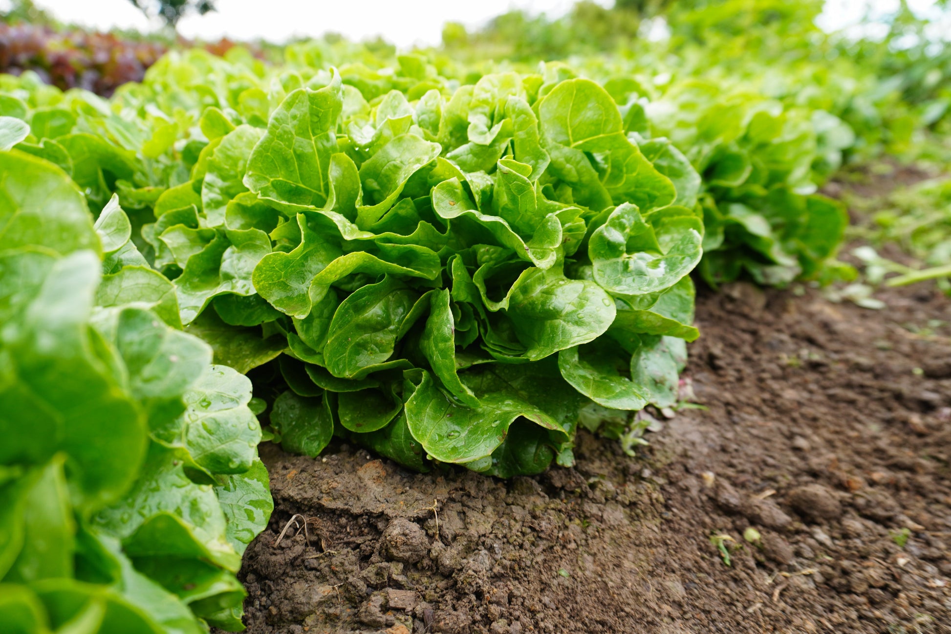 Bauer Organic Mini Oakleaf Lettuce – Compact Growth with Crisp Leaves for Fresh Salads 1