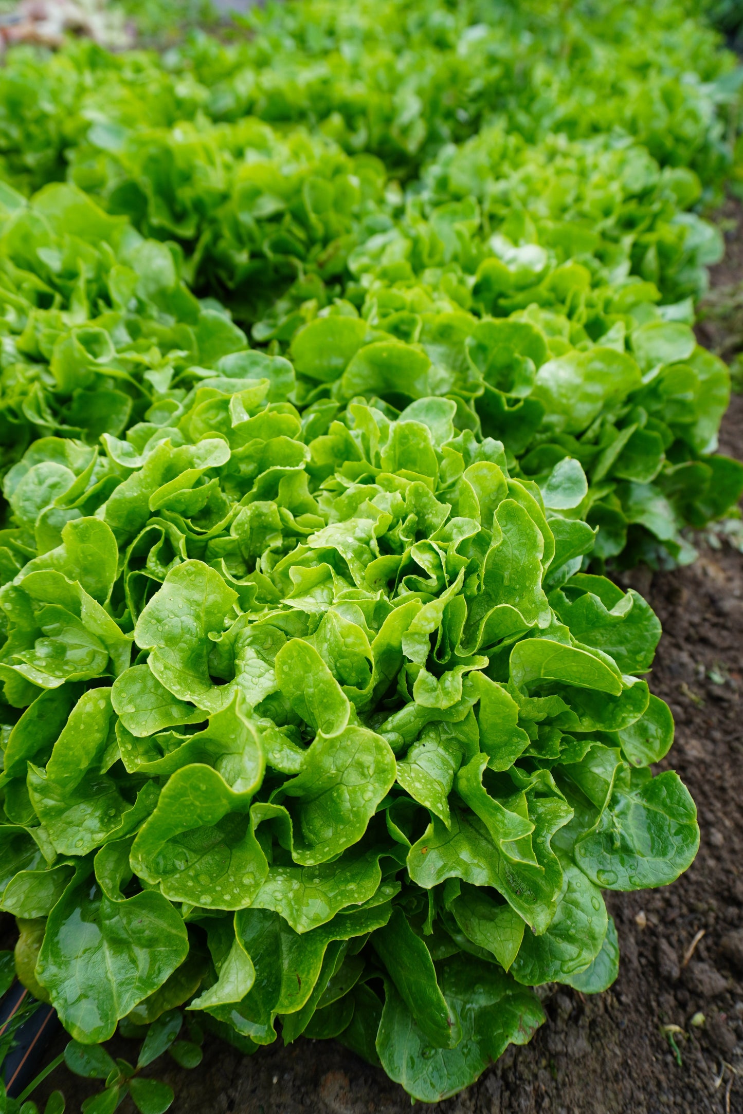 Bauer Organic Mini Oakleaf Lettuce – Compact Growth with Crisp Leaves for Fresh Salads 2