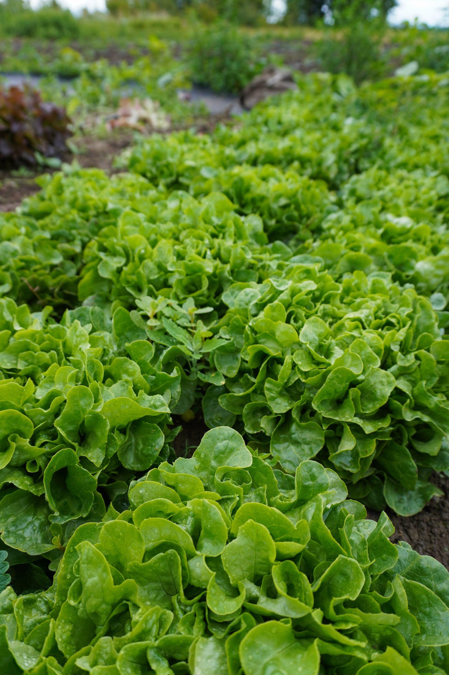 Bauer Organic Mini Oakleaf Lettuce – Compact Growth with Crisp Leaves for Fresh Salads 3