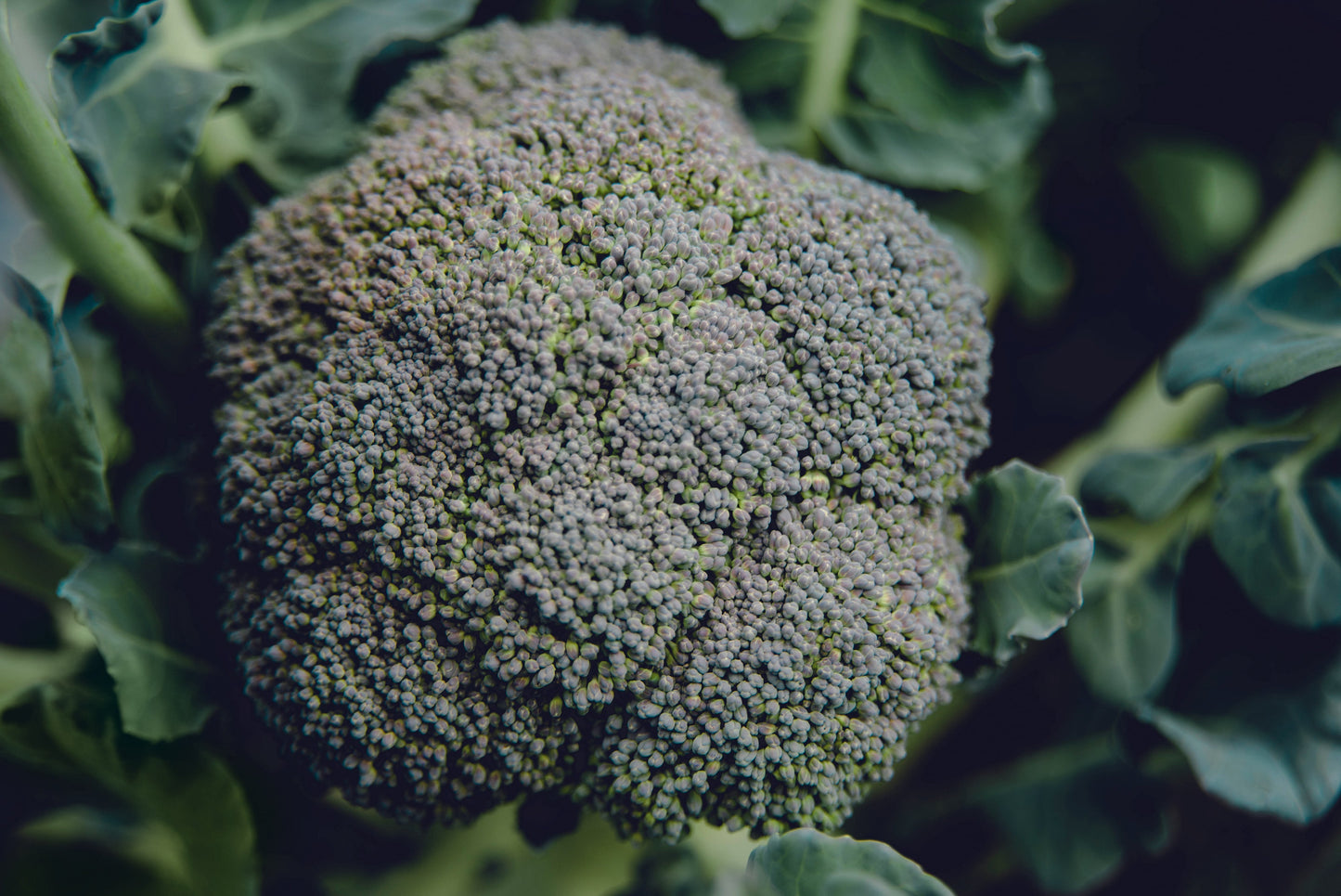 Bela Organic Broccoli Seeds – Adaptable All-Season Crop for Home Gardens 0