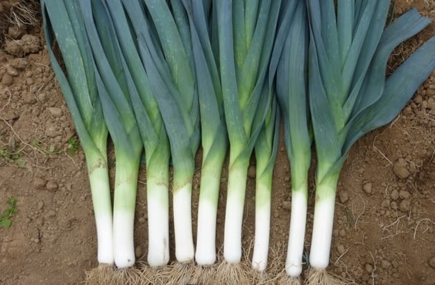 Biker Mid-Season Leek – Reliable Disease-Resistant Vegetable for Easy Management 0