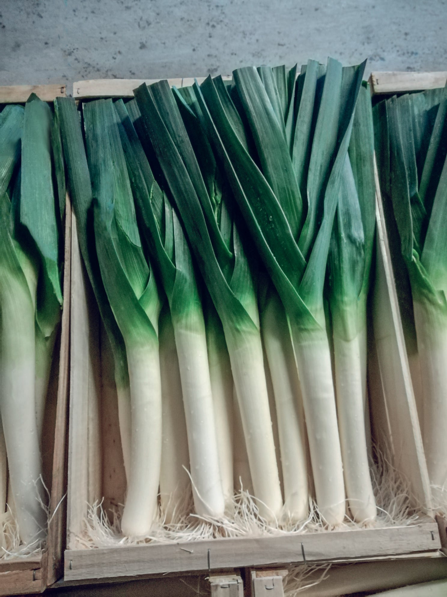 Biker Mid-Season Leek – Reliable Disease-Resistant Vegetable for Easy Management 1
