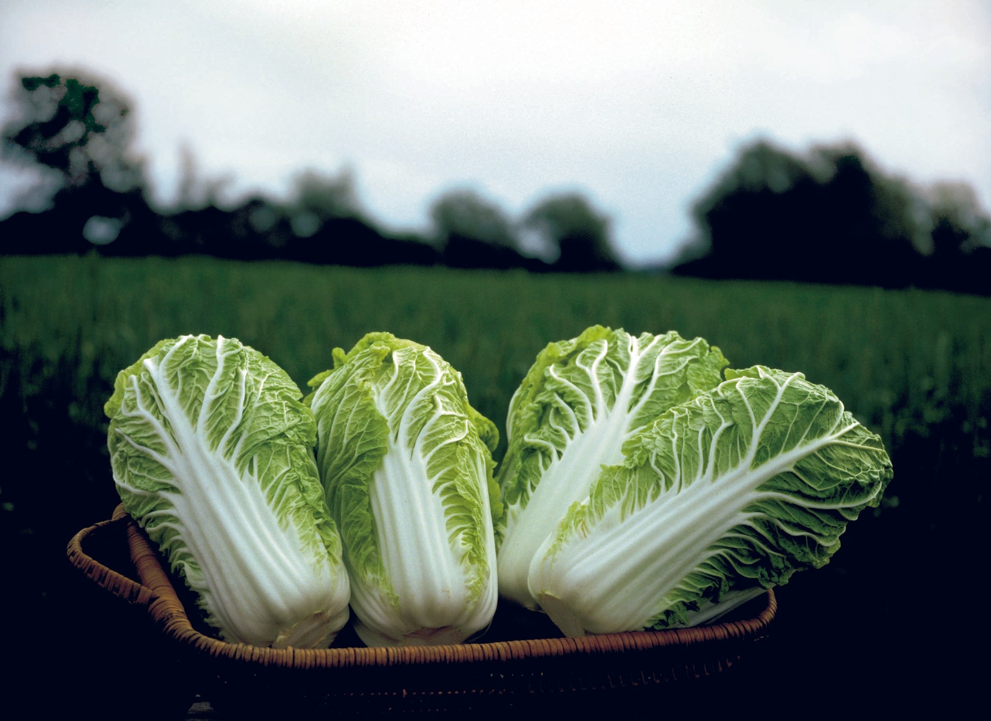 Bili Organic Napa Cabbage – Large, Crunchy Sweet Flavor for Kimchi and Stir Fries 0